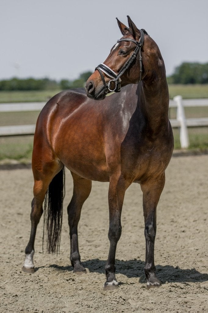 Unieke kans: 5-jarige Merrie met Topafstamming!, Dieren en Toebehoren, Paarden, Merrie, Met stamboom, Dressuurpaard, 3 tot 6 jaar