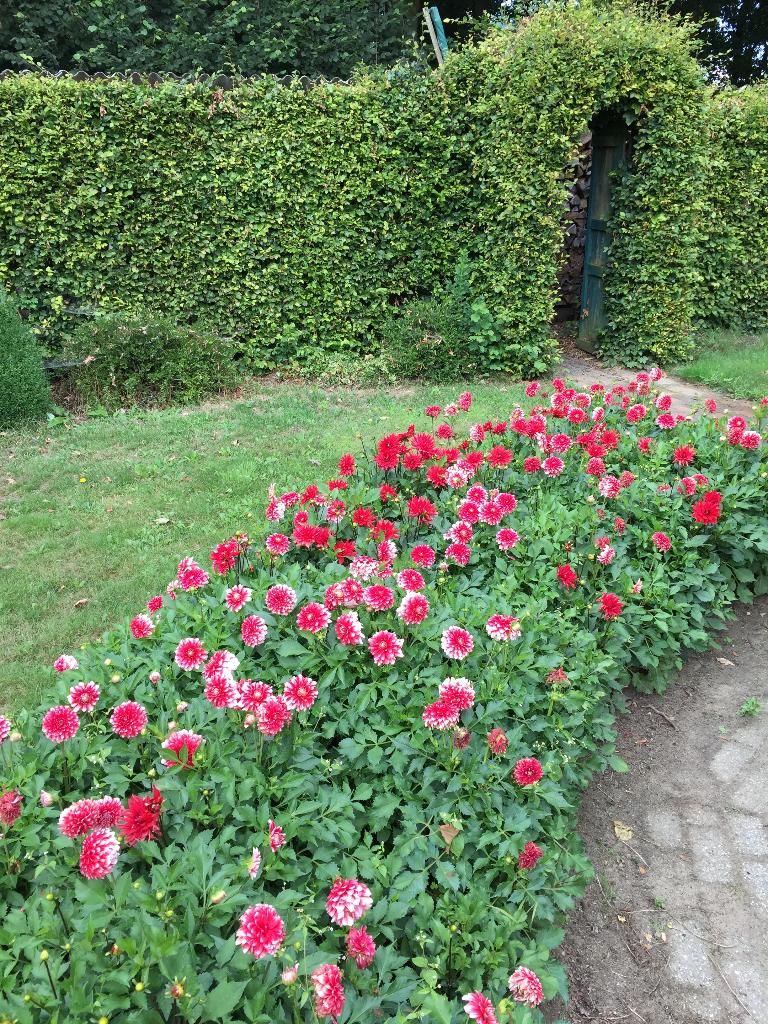 Uitverkocht. Diverse kleuren Dahlia knollen. Actie voor Kika, Tuin en Terras, Bloembollen en Zaden, Knol, Voorjaar, Volle zon