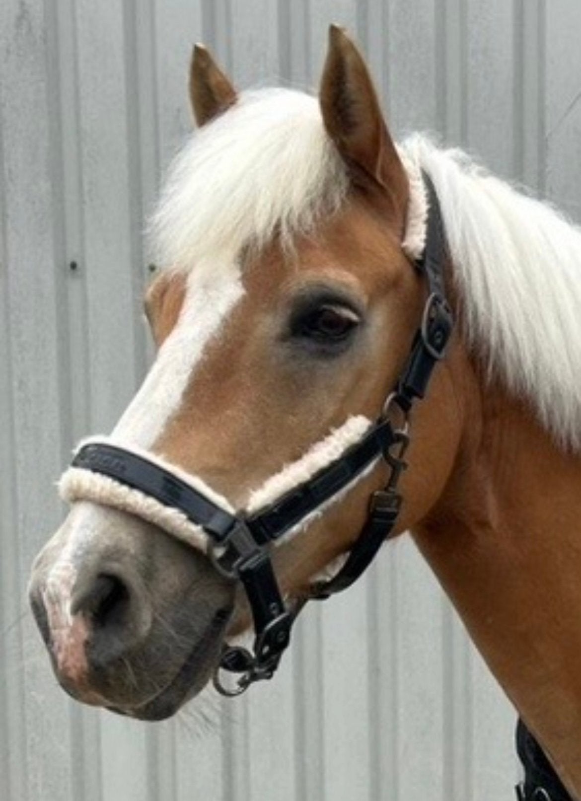 Eskadron Halster Zwart Lak Bont Gevoerd W Full, Dieren en Toebehoren, Gebruikt, Zwart, Halster, Full