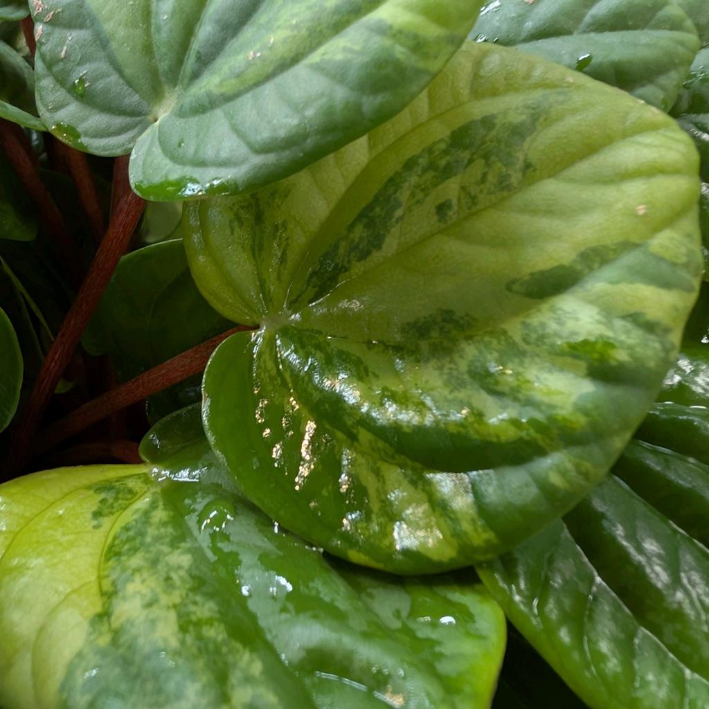 Peperomia Rana Verde Variegata Green on Green Stekje, Ophalen of Verzenden, Halfschaduw, Minder dan 100 cm