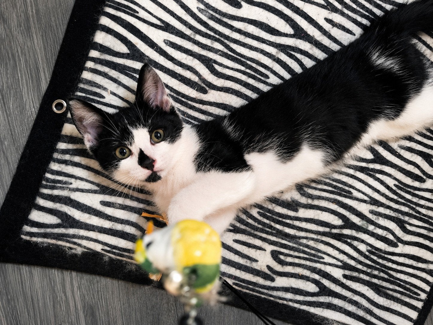 Super leuke kitten (meisje), Dieren en Toebehoren, Poes, Kortharig, 0 tot 2 jaar
