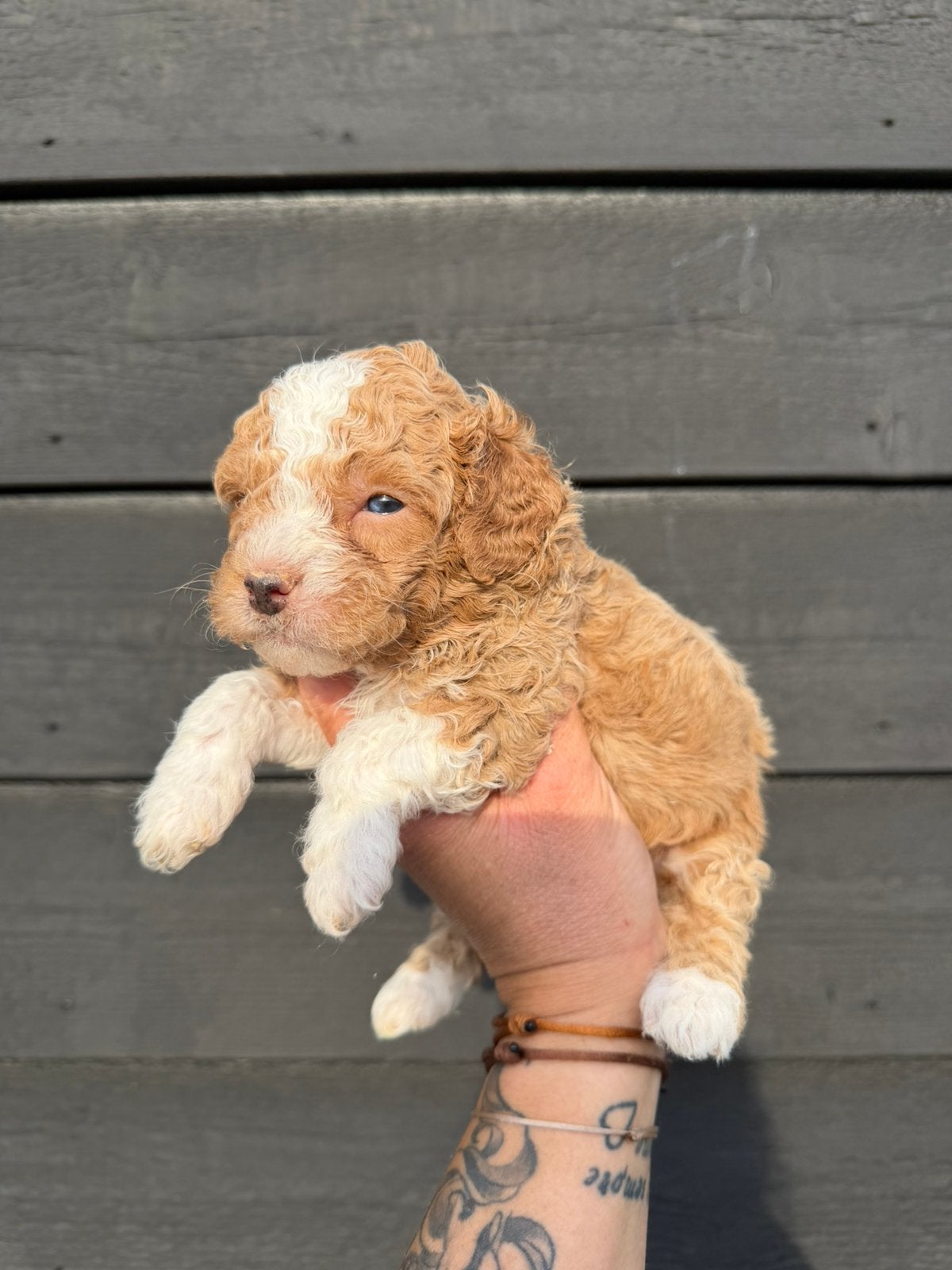 Maltipoo pups, maltezer x toy poedel, Parvo, Nederland, Overige rassen, 8 tot 15 weken