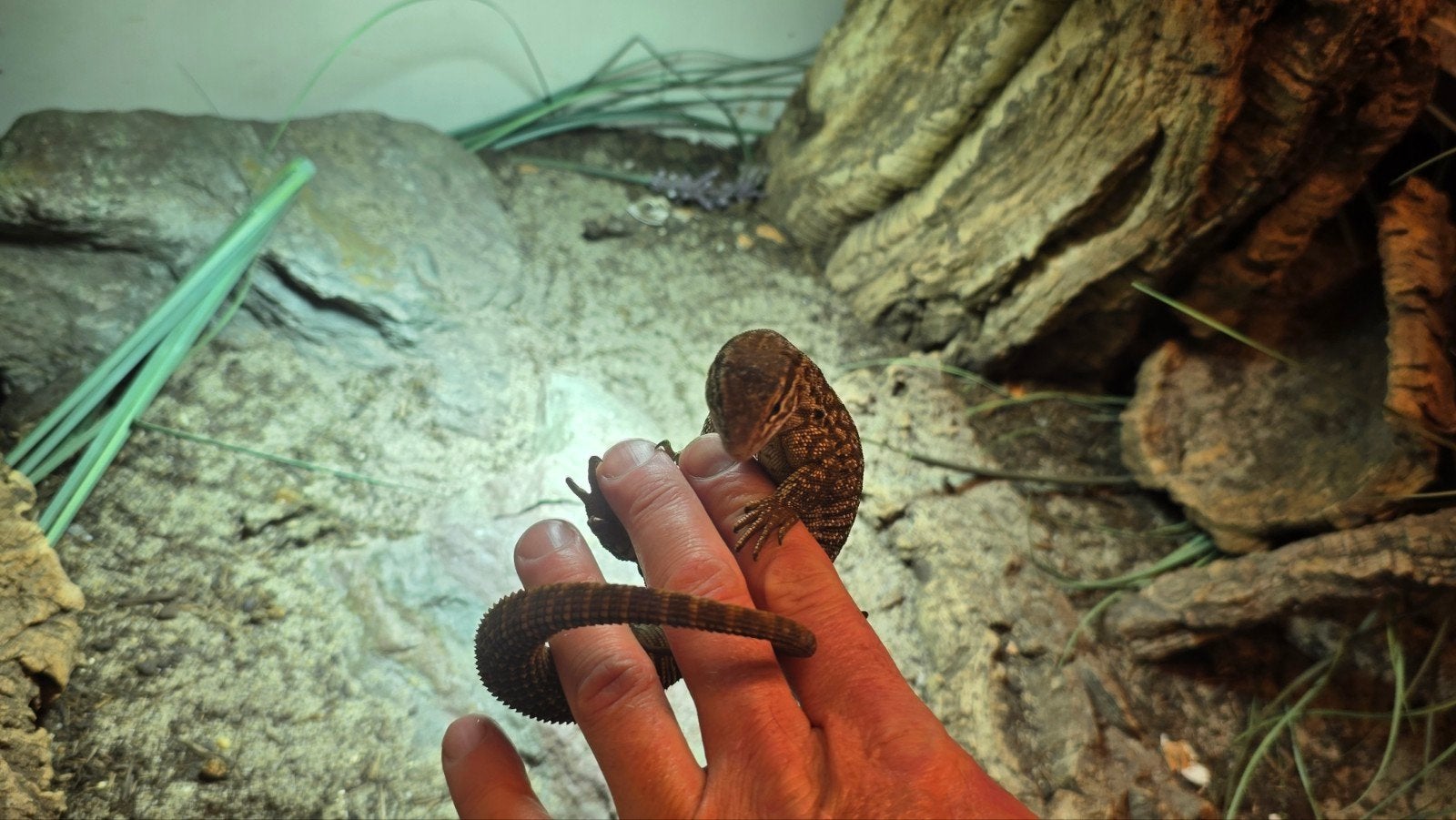 Varanus Acanthurus  5x inclusief Terrarium Monitor Lizard photo 9