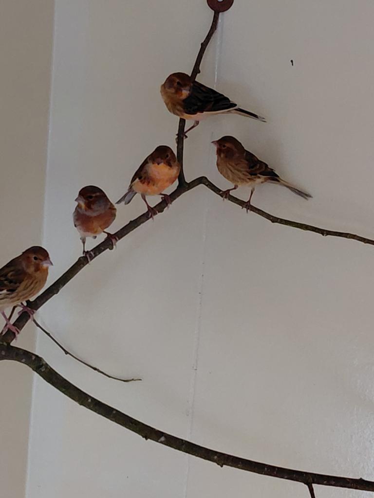 Te koop harelekijn kanaries, Dieren en Toebehoren, Mannelijk, Kleurkanarie