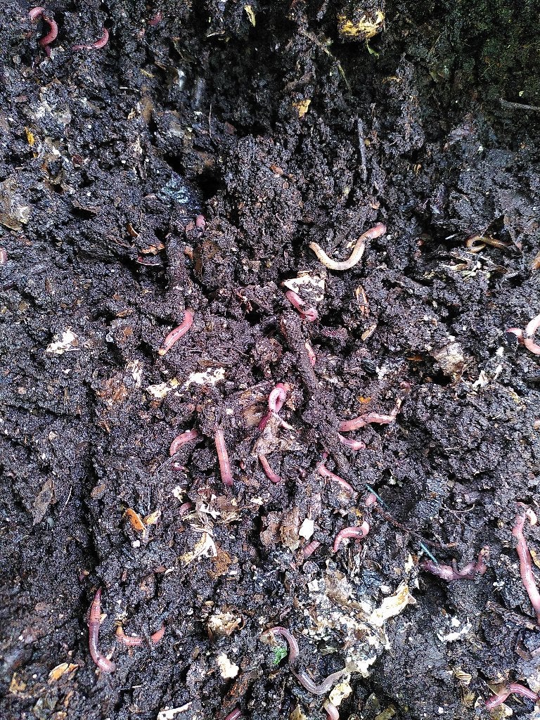 Compostwormen, Ophalen, Overige typen