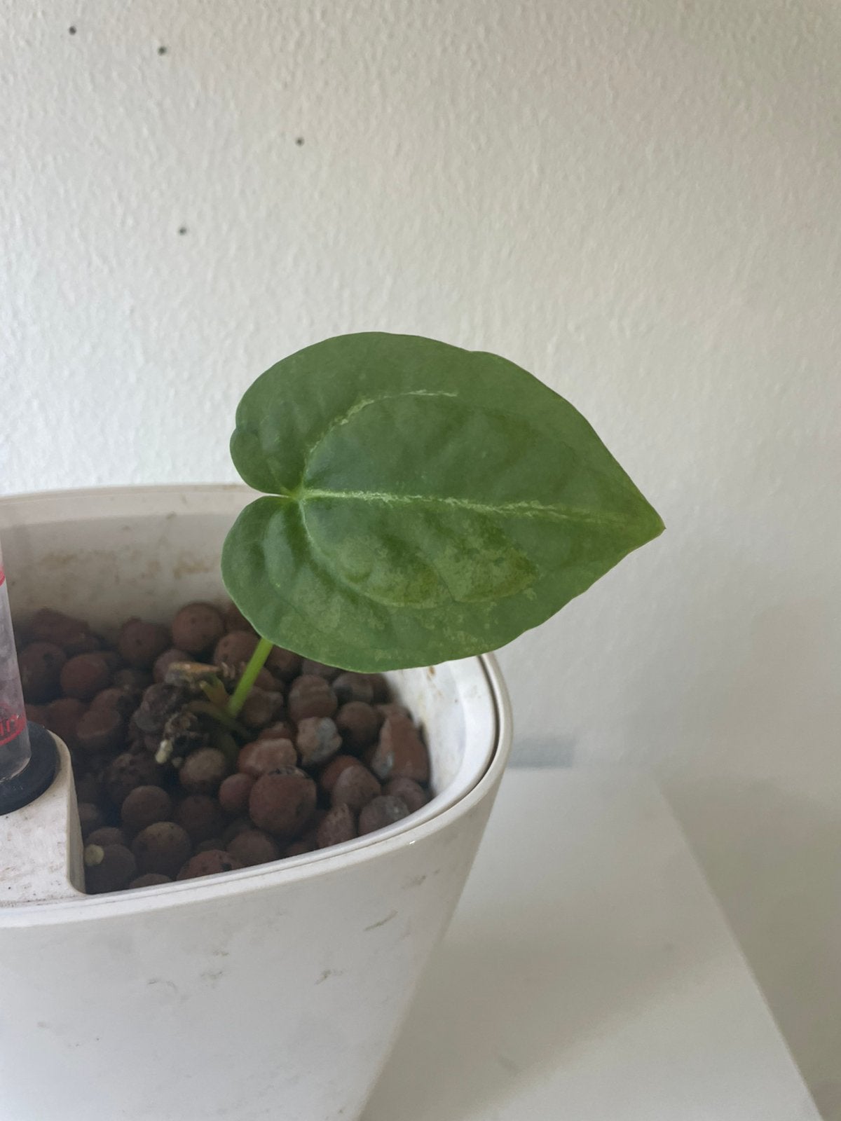 Anthurium magnificum hybrid, Ophalen of Verzenden, Halfschaduw, Minder dan 100 cm