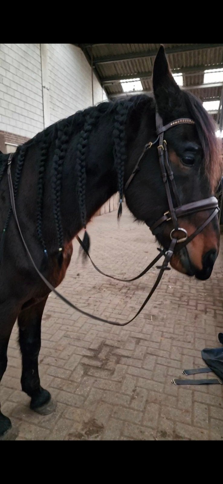 Profi Rider hoofdstel bruin | strass frontriem | leer, Gebruikt, Bruin, Verstelbaar, Ophalen of Verzenden