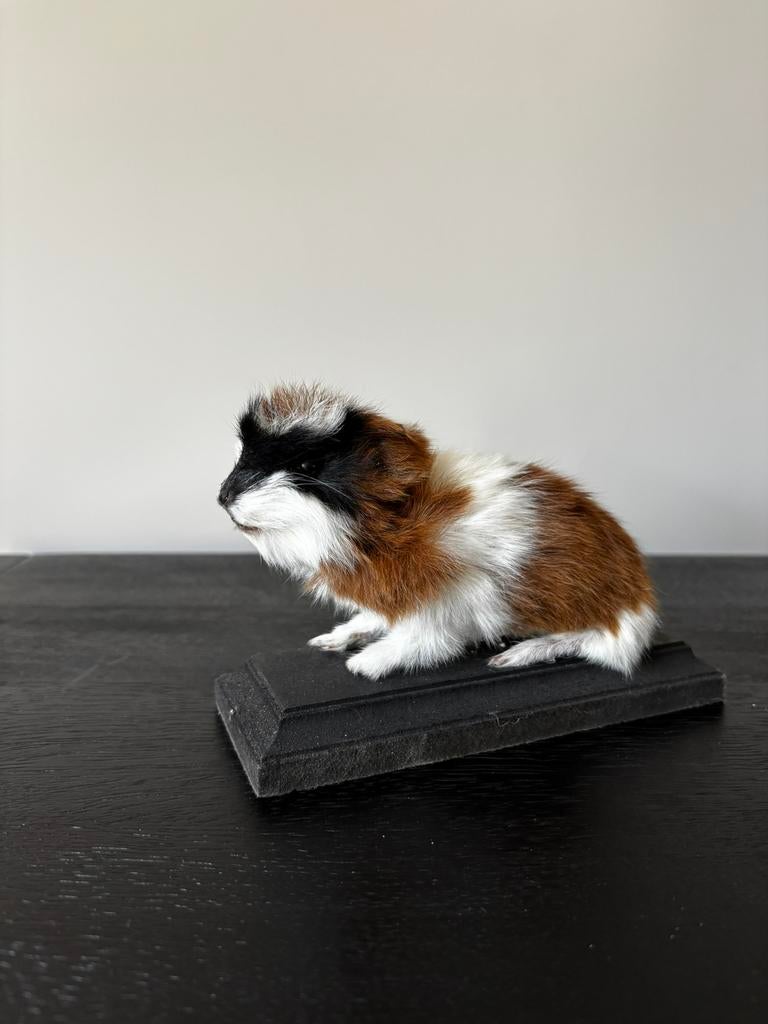 Opgezette baby cavia/ cavias, Ophalen of Verzenden, Vogel, Opgezet dier