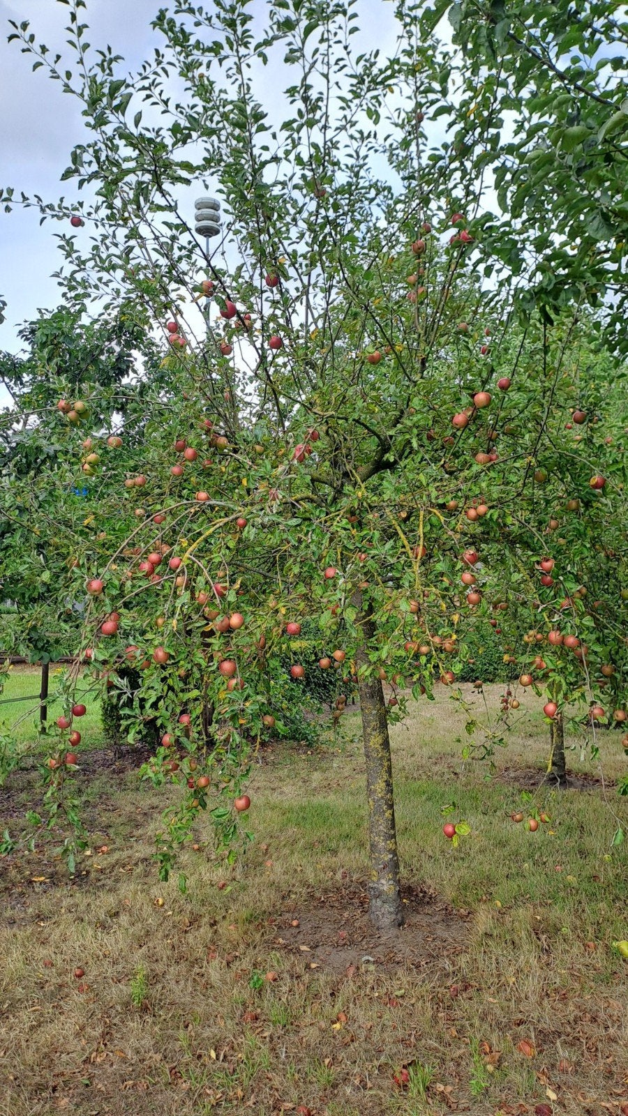 Elstar appels tekoop, Ophalen