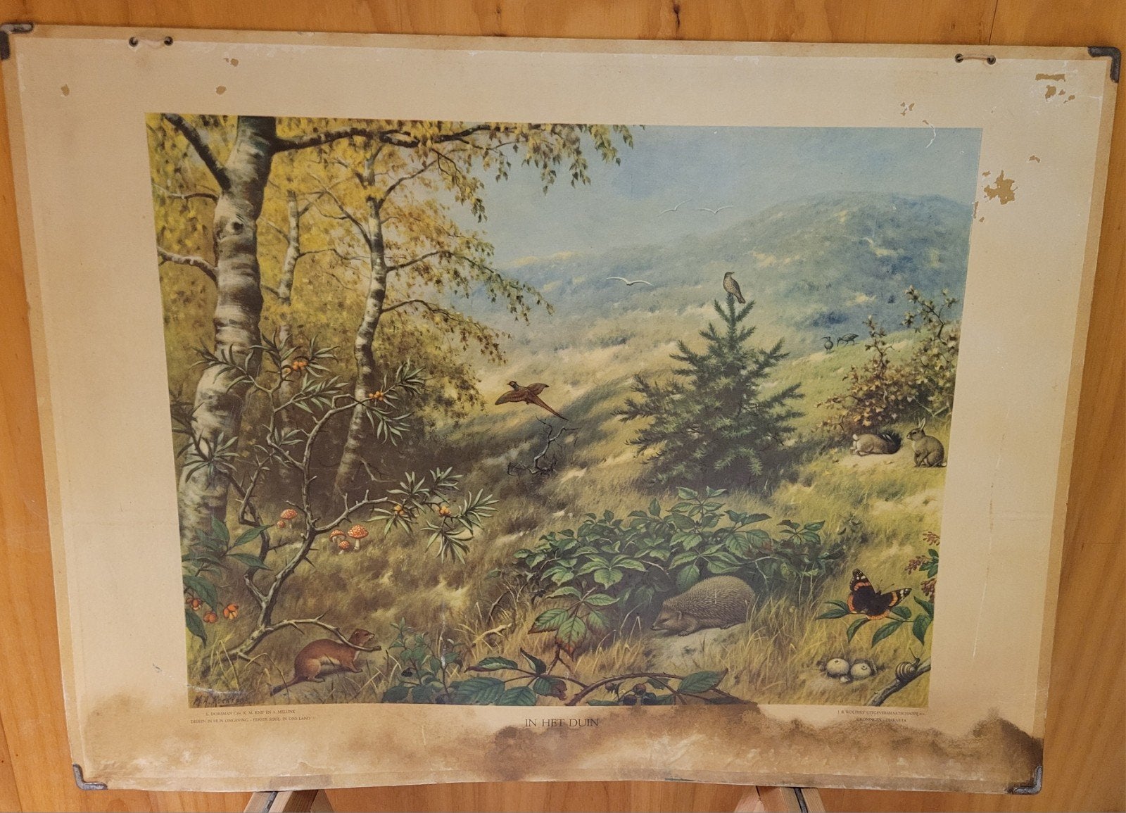 Vintage schoolplaten: Natuur en Biologie, Ophalen of Verzenden