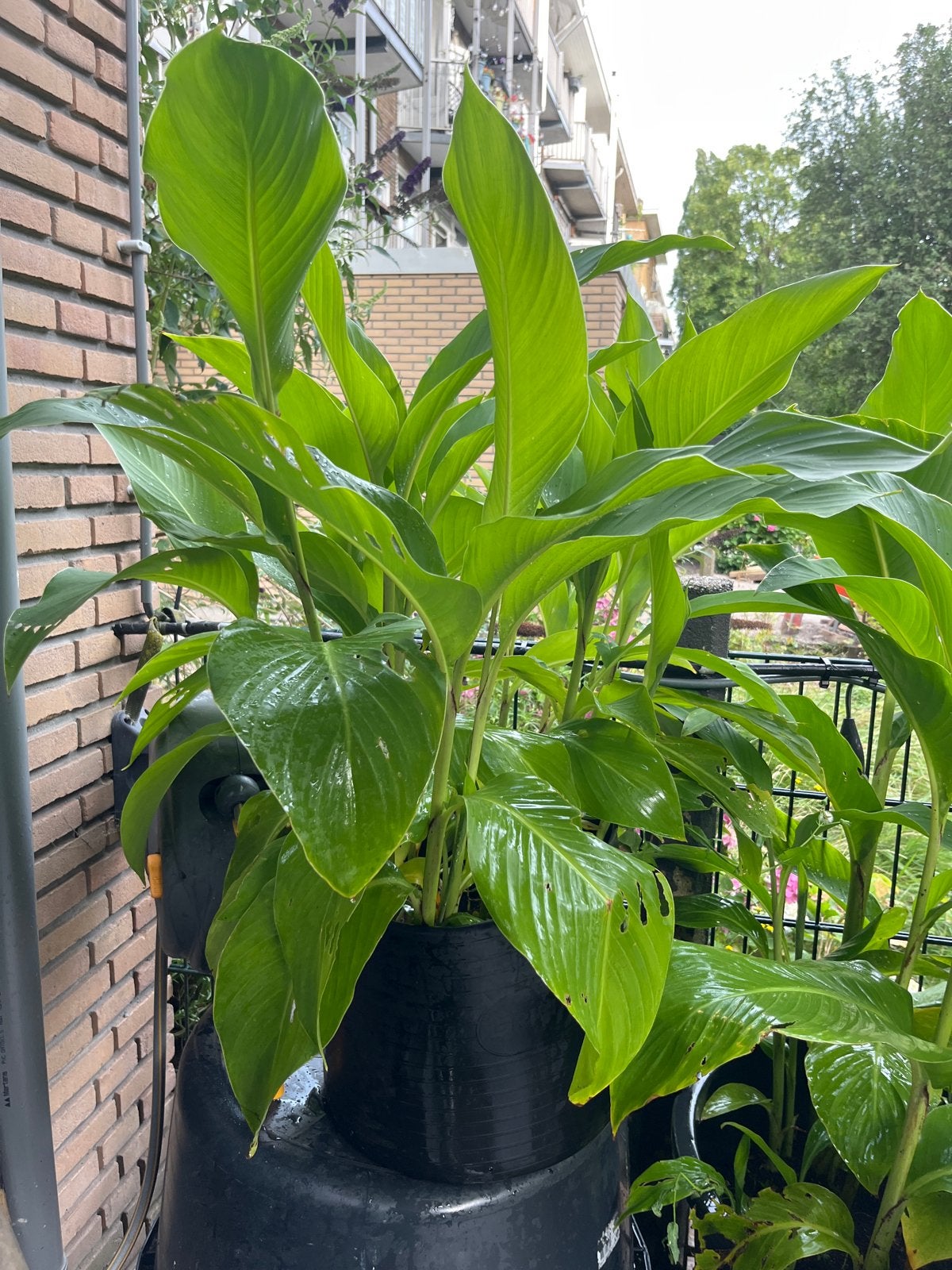 Grote Musa bananen plant in pot, meerdere soorten., Tuin en Terras, Overige soorten, Volle zon, Vaste plant, Ophalen of Verzenden