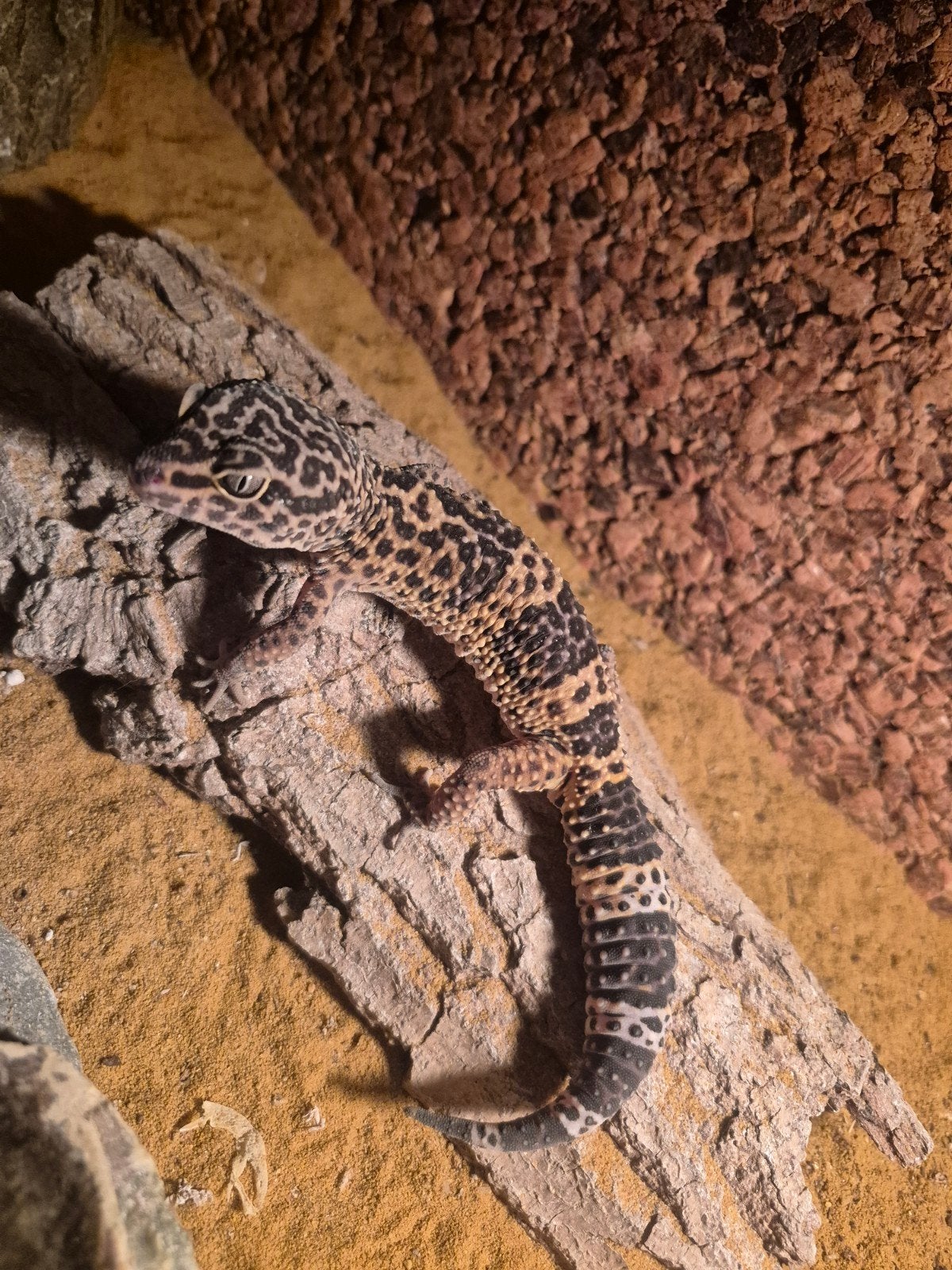 luipaard gekko koppel met terrarium, Dieren en Toebehoren, Hagedis, 0 tot 2 jaar