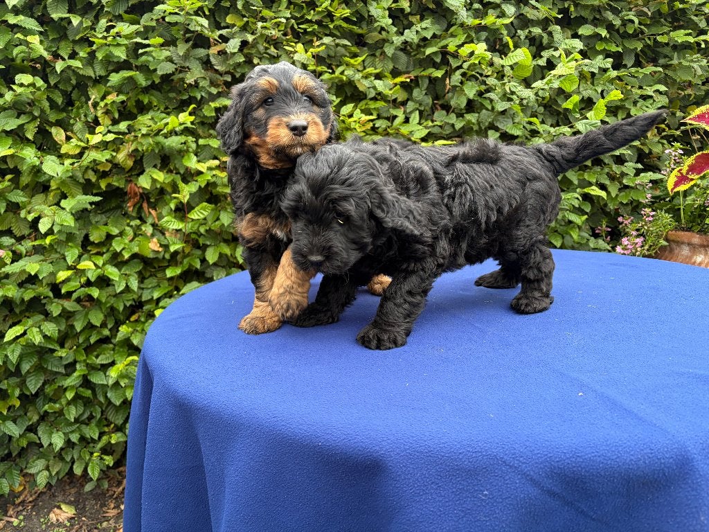 labradoedle pups, Parvo, 8 tot 15 weken, Meerdere, Meerdere dieren