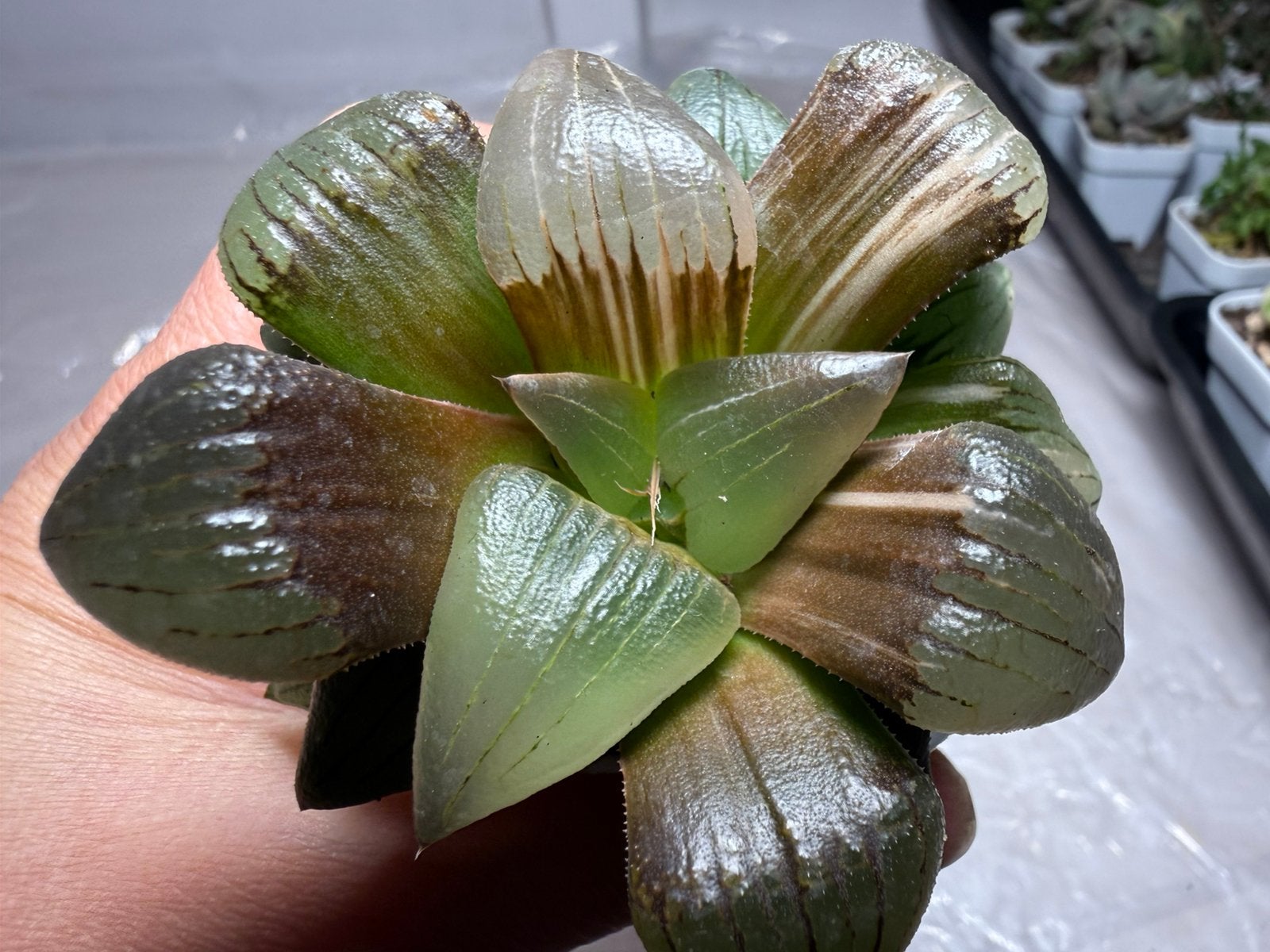 Haworthia variegata/pot 6.5cm/vetplant/succulent, Huis en Inrichting, Ophalen of Verzenden, Halfschaduw, Minder dan 100 cm
