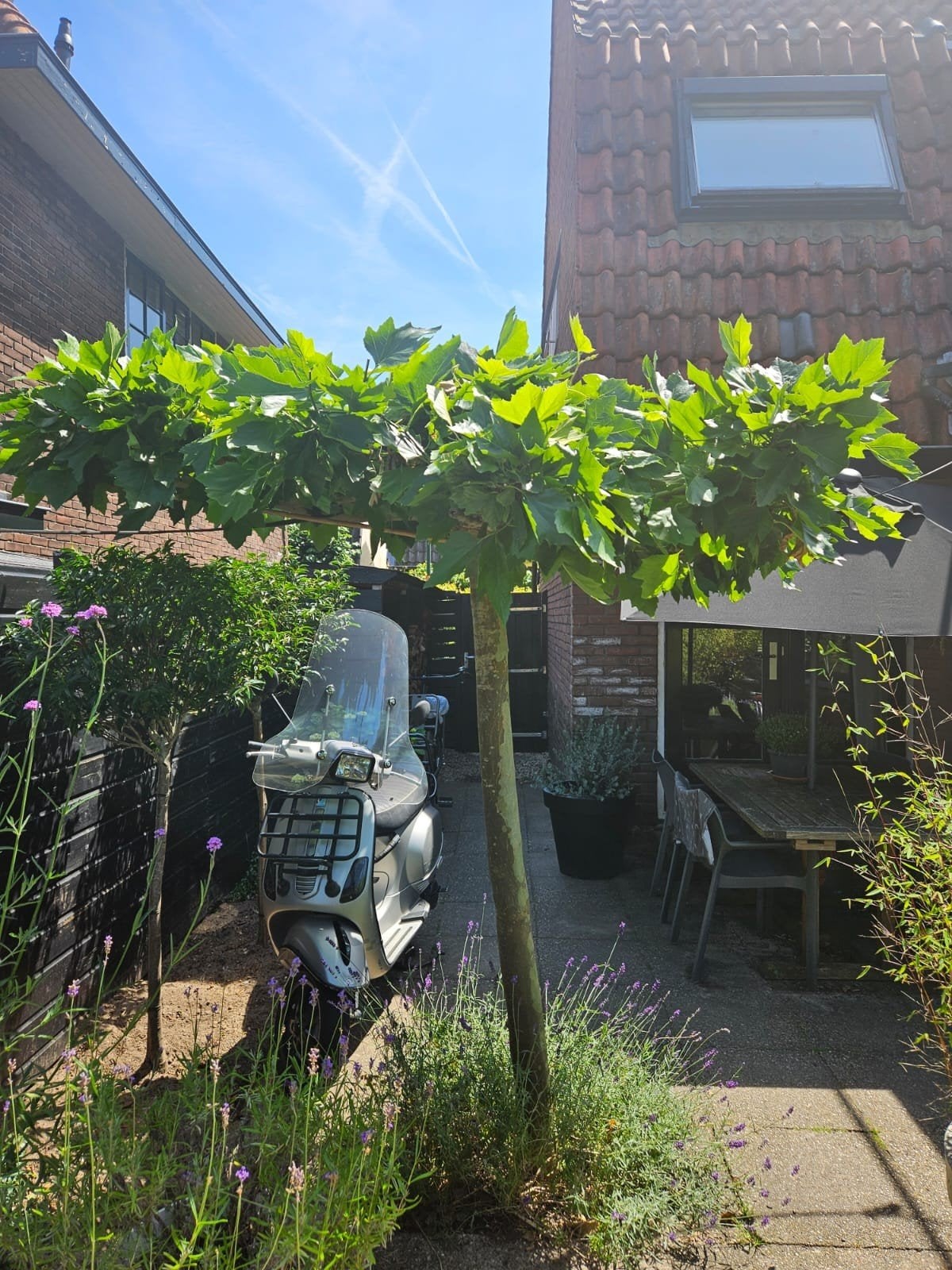 Dakplataan GRATIS !!!, Tuin en Terras, Planten | Bomen, 100 tot 250 cm, Dakboom, Zomer, Ophalen