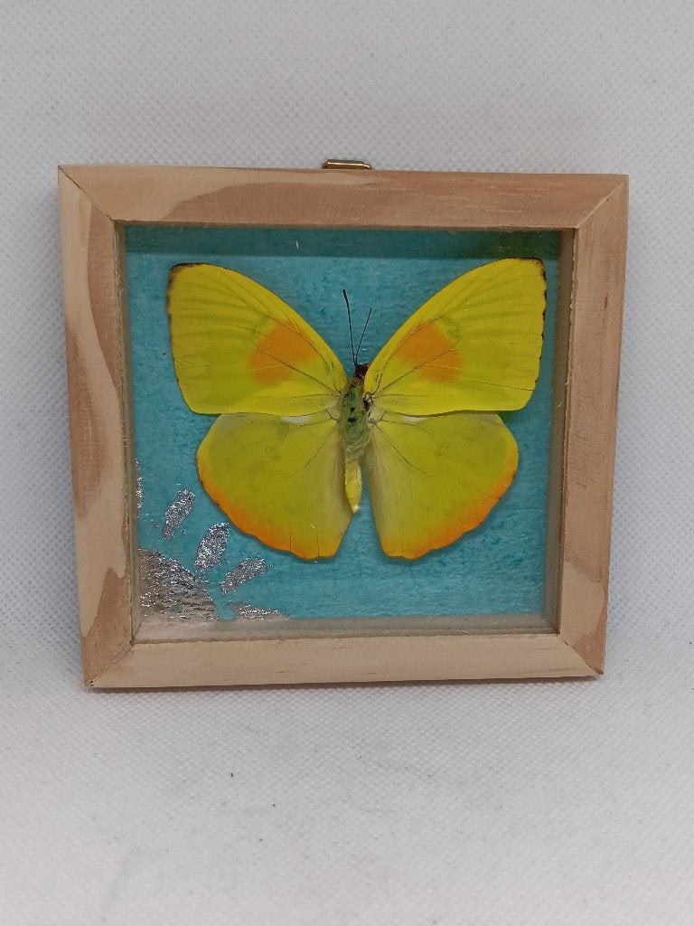 Vlinder Ingelijst (Orange-barred Sulphur / Phoebis philea), Ophalen of Verzenden, Gebruikt, Insect, Opgezet dier