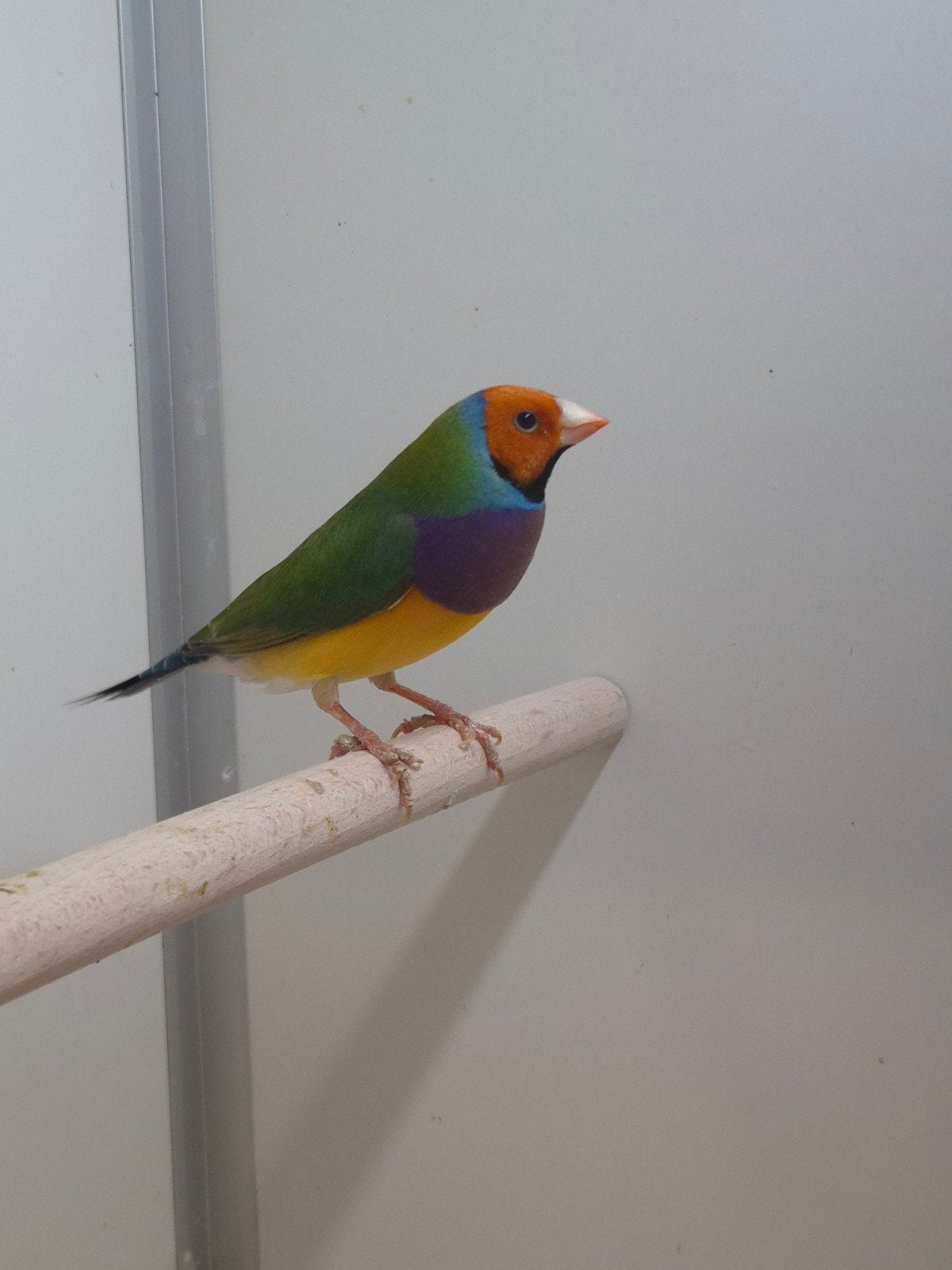 7-5 Gouldamadines, Dieren en Toebehoren, Meerdere dieren, Tropenvogel, Geringd