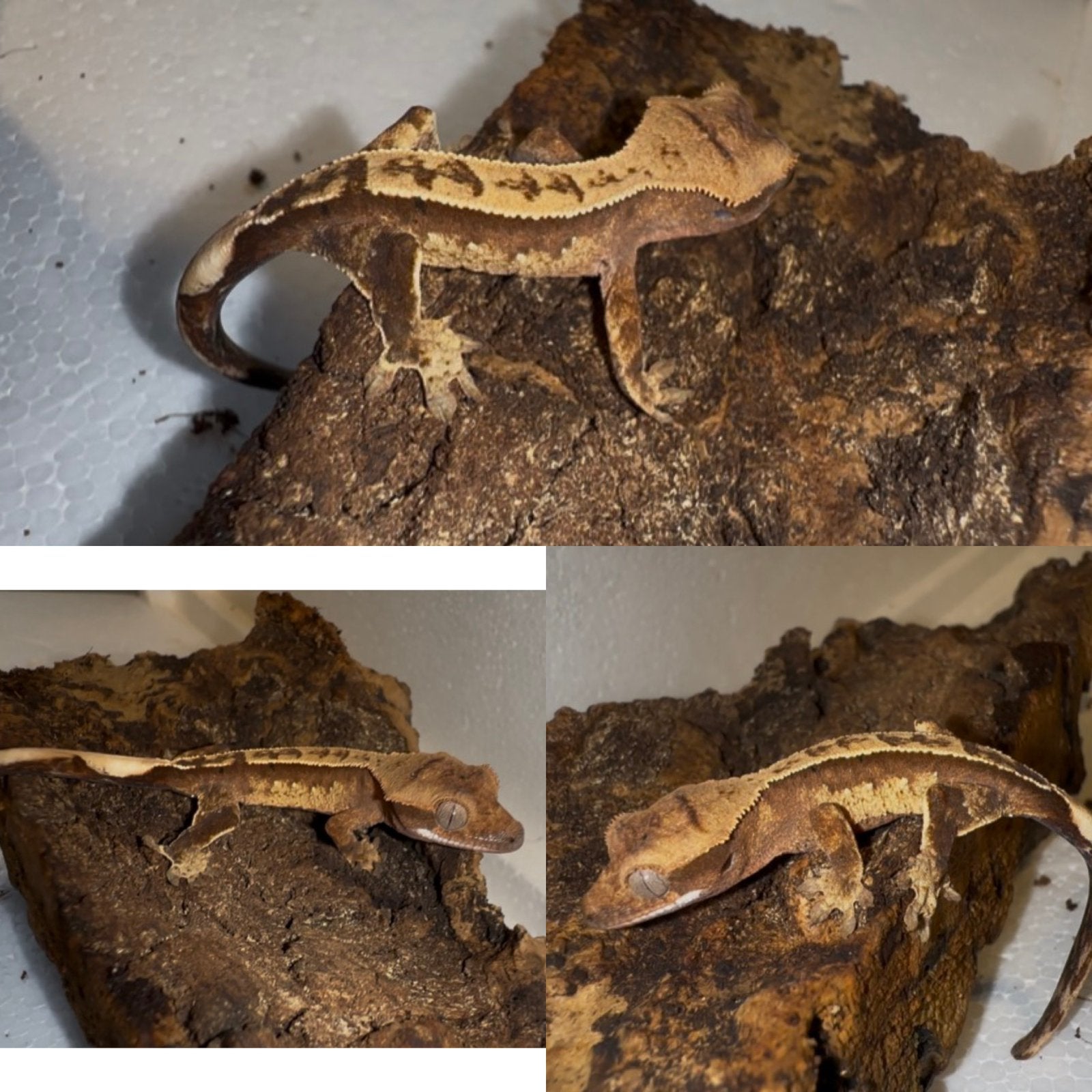 Wimpergekko baby, Dieren en Toebehoren, Reptielen en Amfibieën, Hagedis, Tam, 0 tot 2 jaar