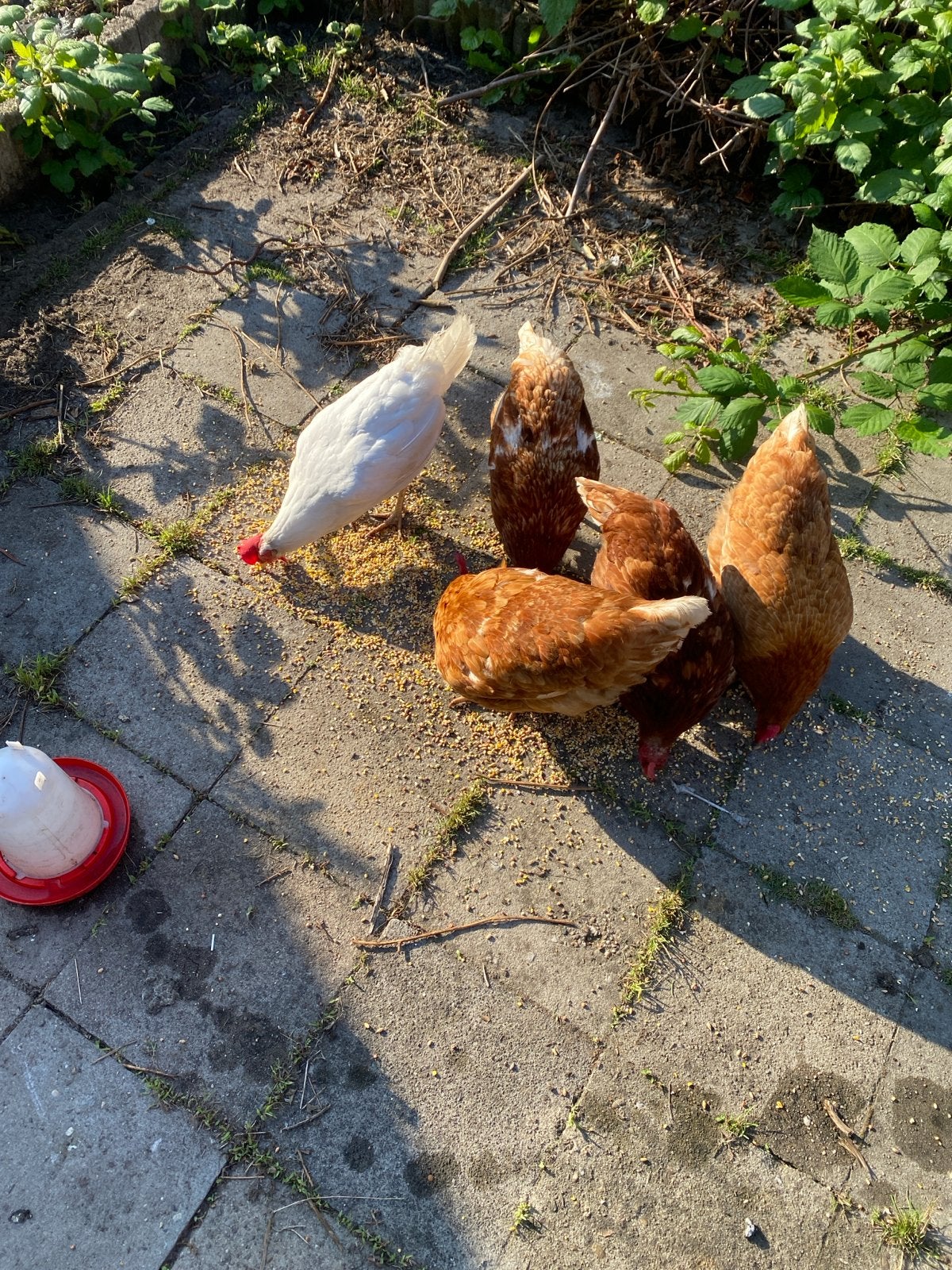 Kip, Vrouwelijk, Kip