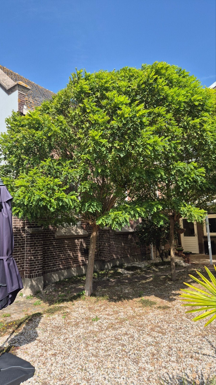 2 Robinia (valse acacia) - Prachtige tuinboom, Overige soorten, Lente, 250 tot 400 cm, Ophalen