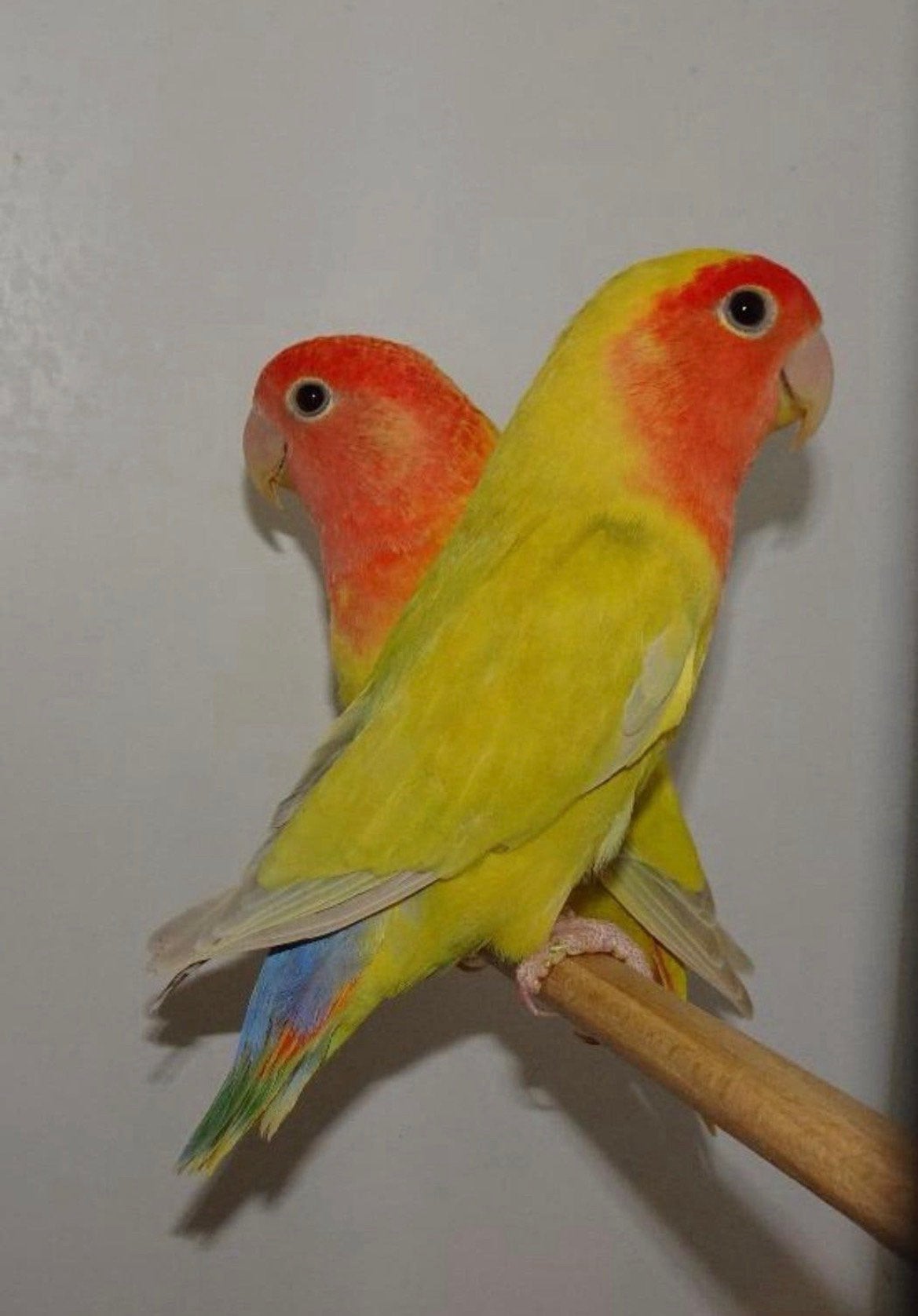 Bewezen Koppel Opaline Lutino x Pallid 2023, Meerdere dieren, Parkiet