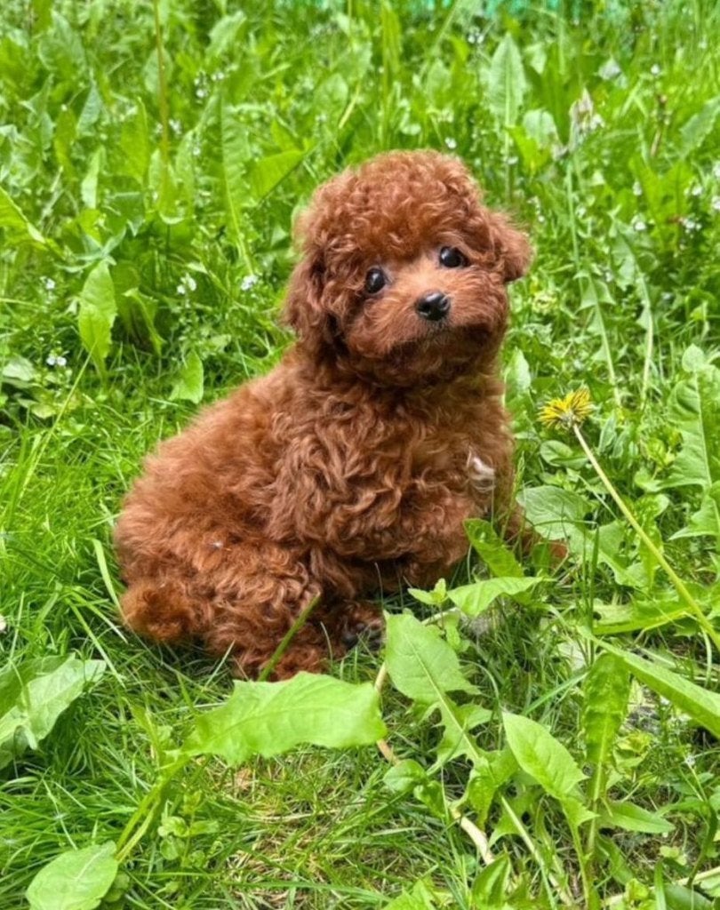 Lieve toypoedel pups, Poedel, 8 tot 15 weken, Parvo, Meerdere dieren