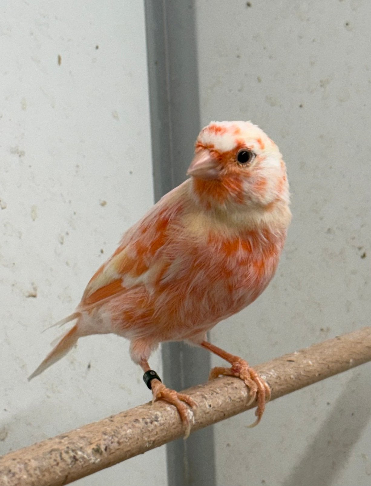 Harlekijn kanaries mannen en poppen, Meerdere dieren, Postuurkanarie