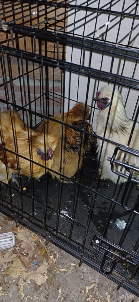 3 zijdehoendjes gratis af te halen., Dieren en Toebehoren, Hondenhokken, Ophalen, Minder dan 65 cm