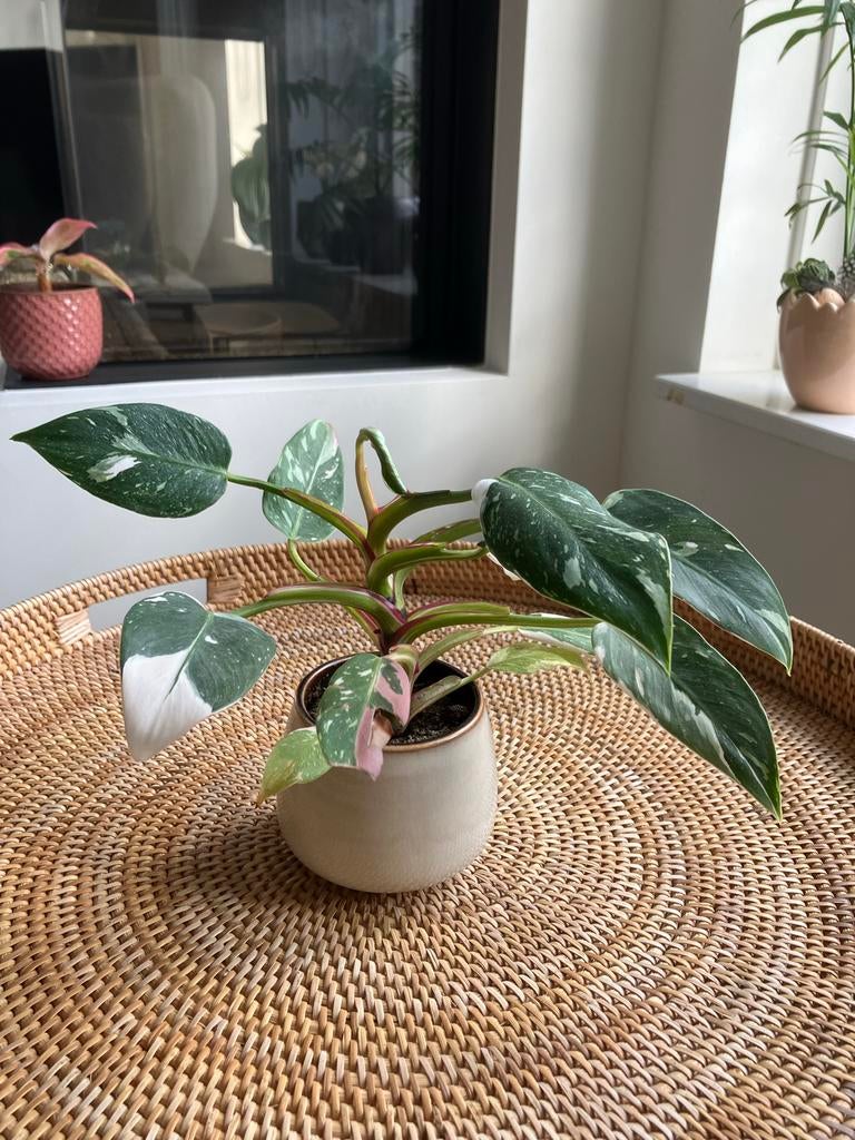 Philodendron White Princess in pot, Ophalen, Overige soorten, Halfschaduw, In pot