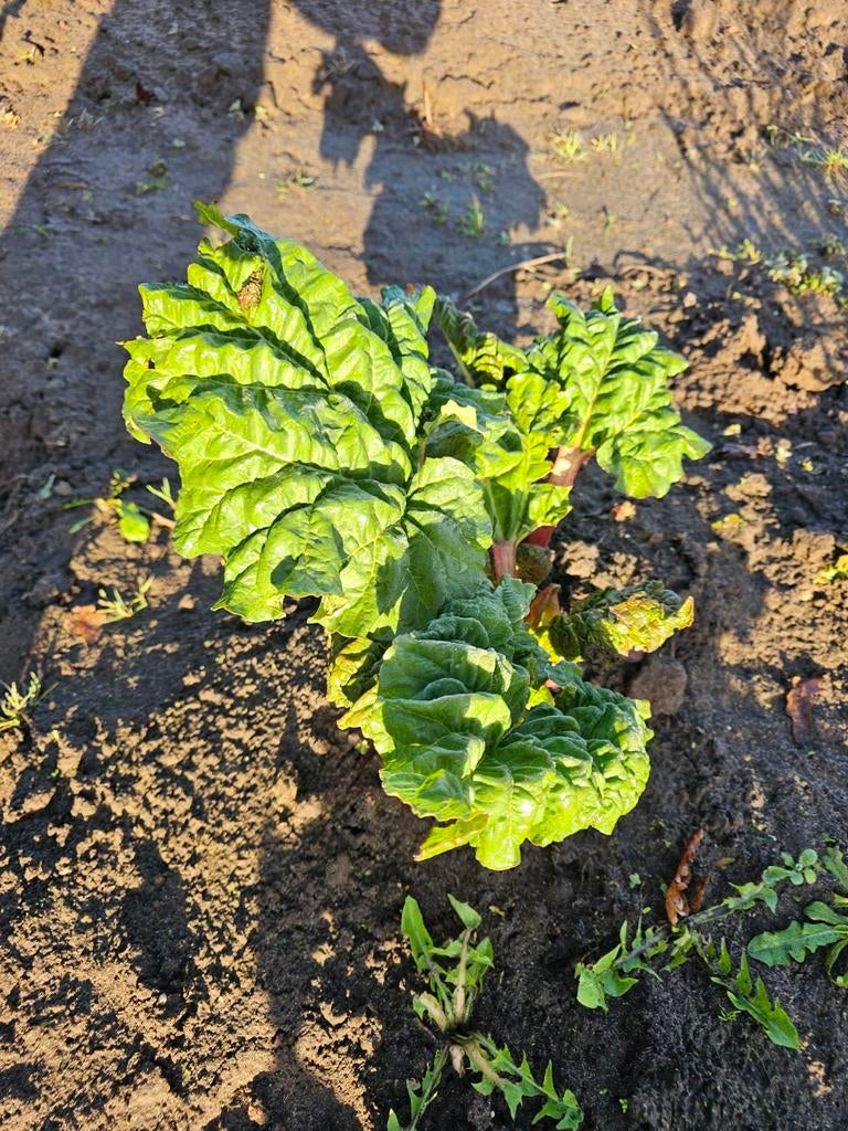 Rabarberplant (grote pol, meteen grote opbrengst), Ophalen, Tuinaarde