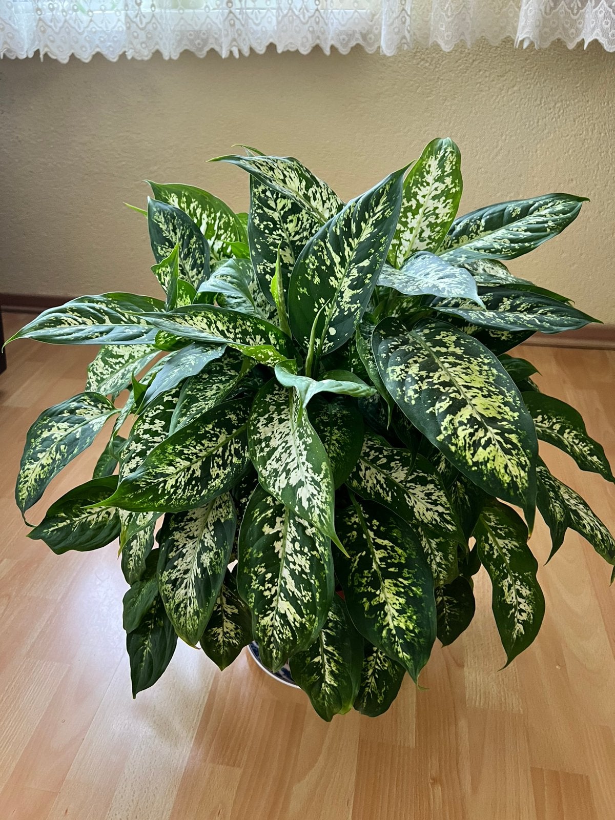 Kamerplant dieffenbachia, Ophalen