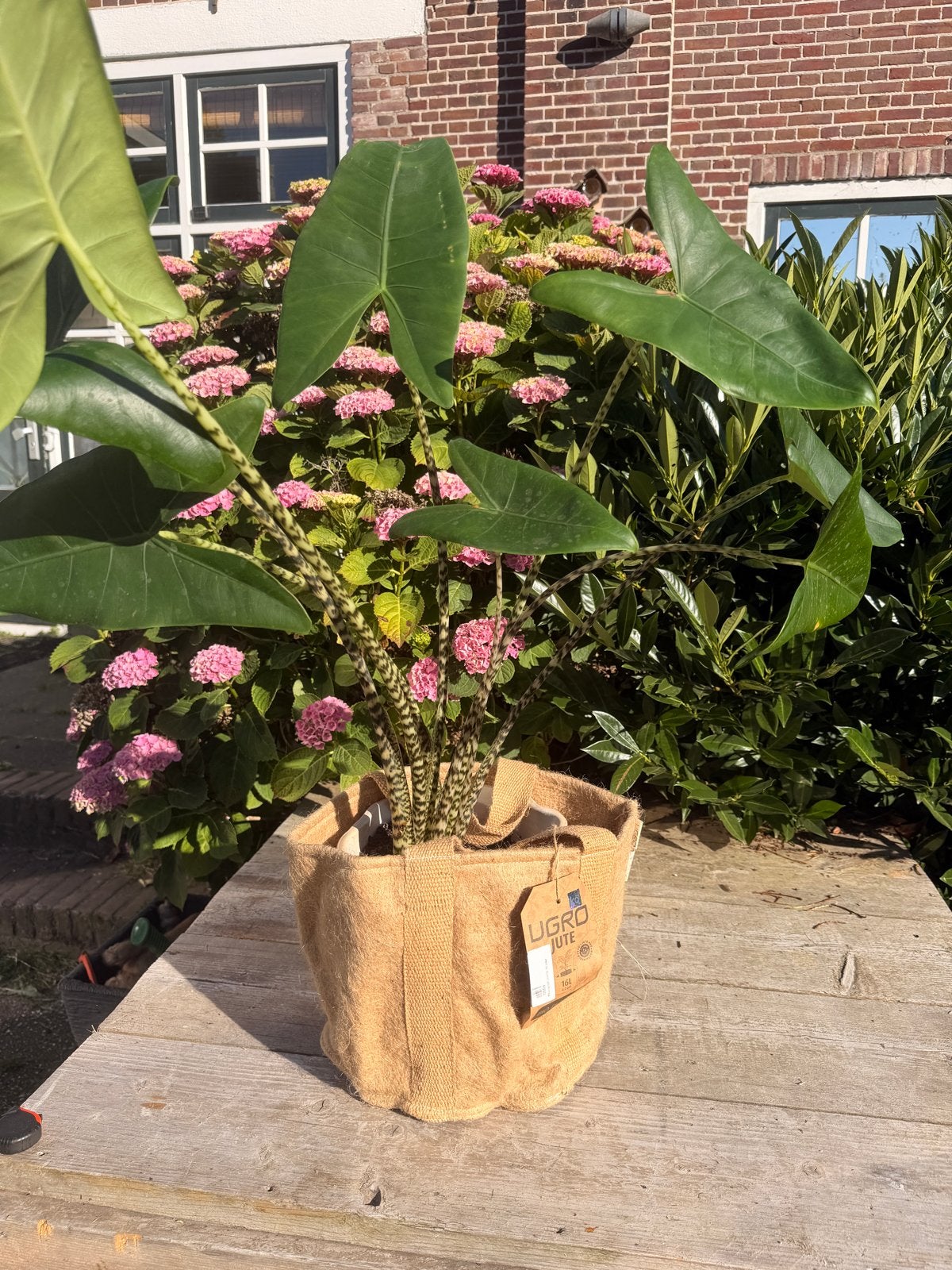 5x UGRO Jute Bio Plantenpotten - Diverse Maten, 25 tot 40 cm, Overige materialen, Rond, Ophalen of Verzenden