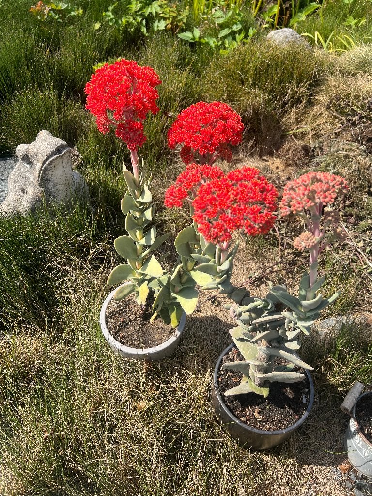 Propellerplant,Crassula Falcata, Huis en Inrichting, Kamerplanten, Ophalen, Vetplant, Minder dan 100 cm, Bloeiende kamerplant