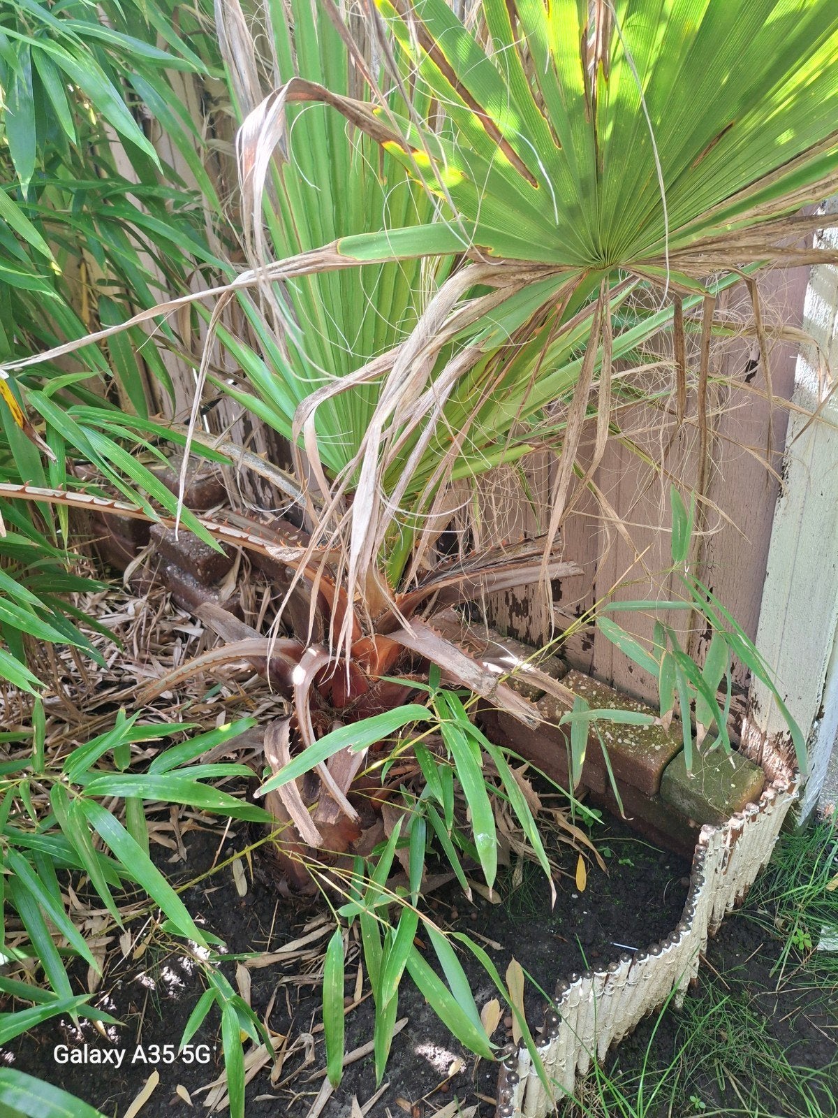 Palmbomen te koop - Wegens overschot en bananen plant, Volle zon, Vaste plant, Bloeit niet, Ophalen