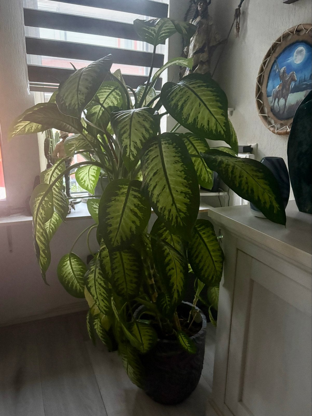 Grote Dieffenbachia (1.30m+), Vaste plant, Bloeit niet, Halfschaduw, Ophalen