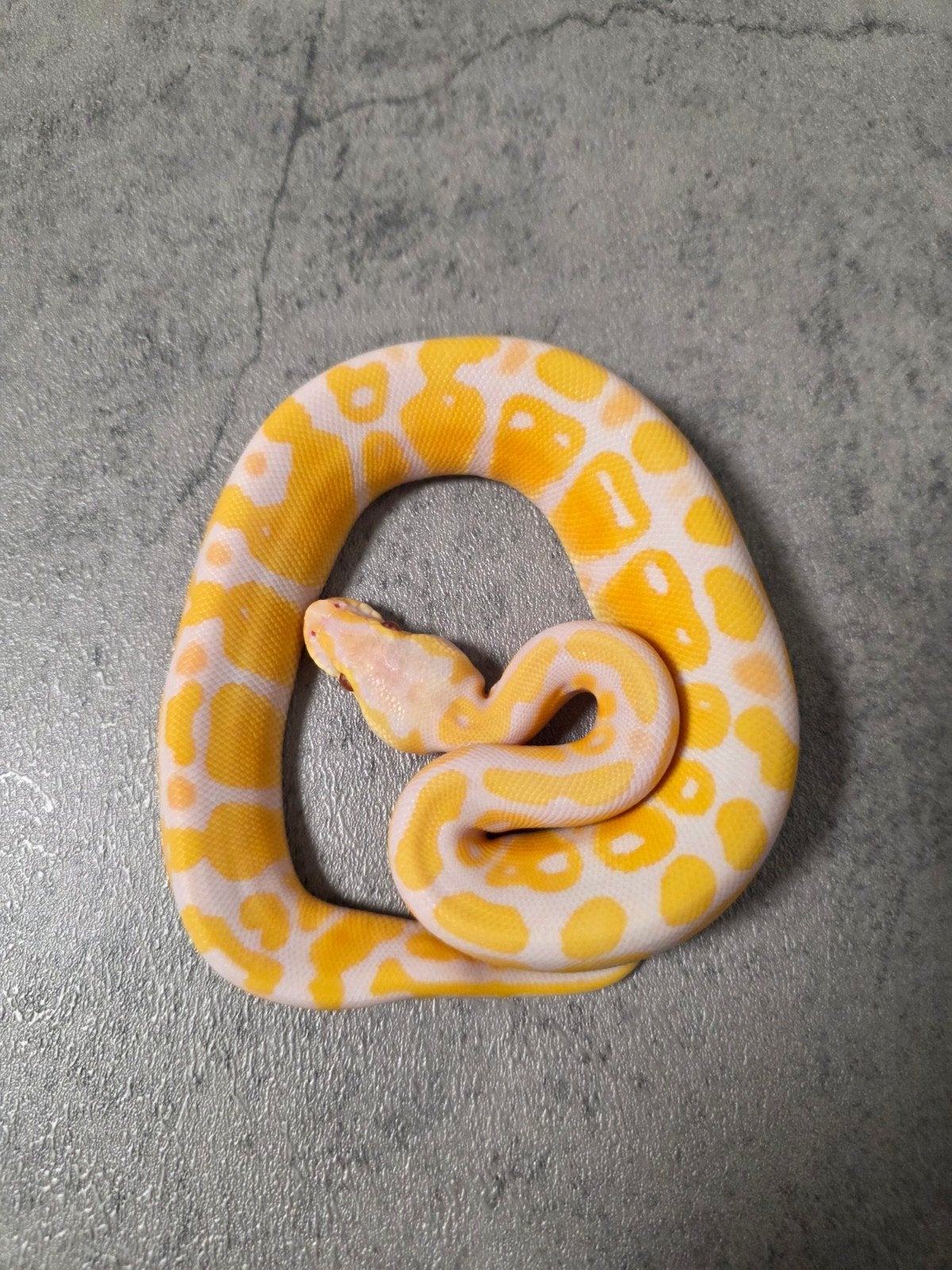 Lavender Albino 66%Clown♂️ Python Regius/Koningspython Ball Python - unknown for sale from G.B