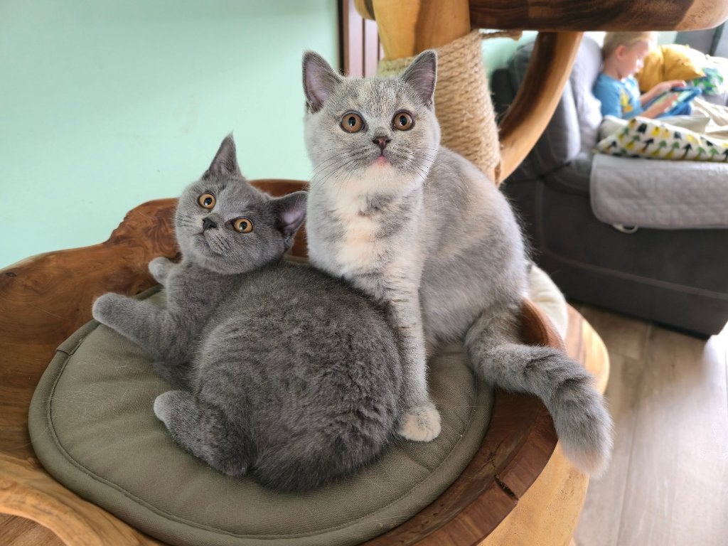 Britse Korthaar kitten met stamboom, Kater, Met stamboom
