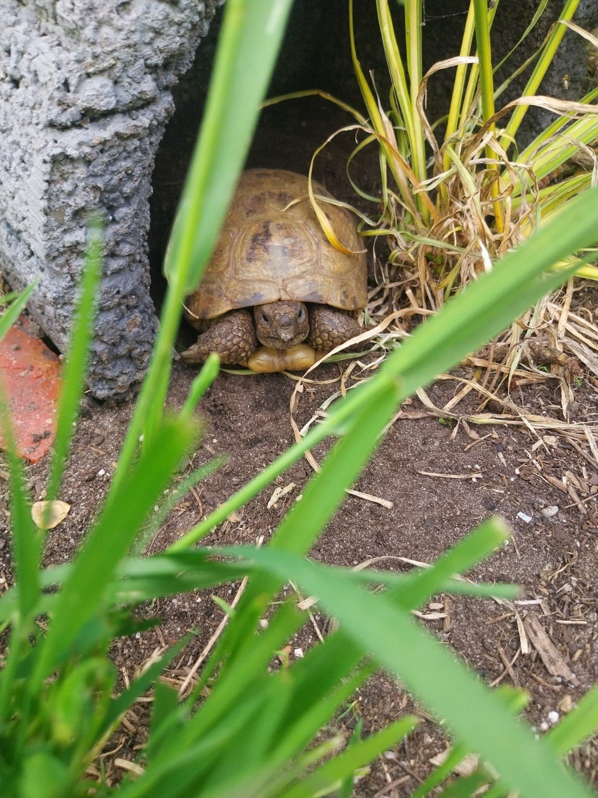 Vierteenschildpad Argionemys horsfieldii Tortoise - unknown for sale from Kees