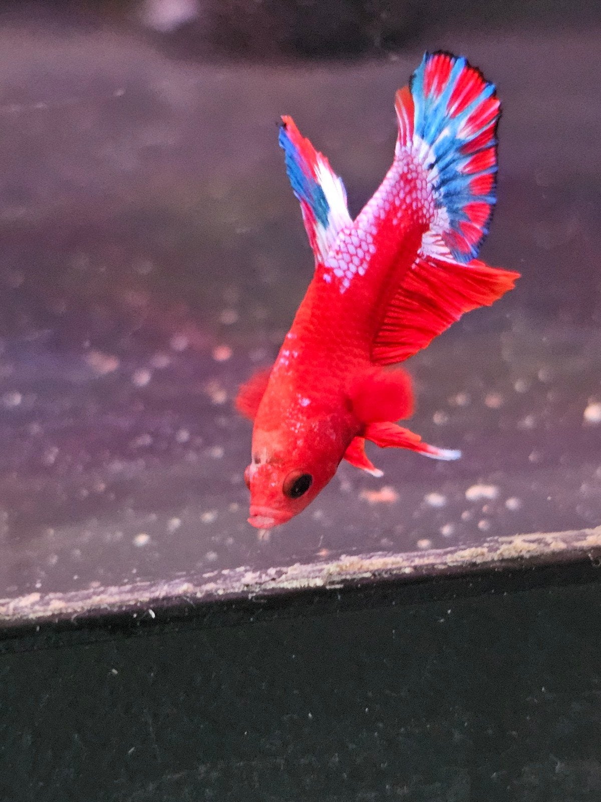 Jonge betta man hellboy, Vis