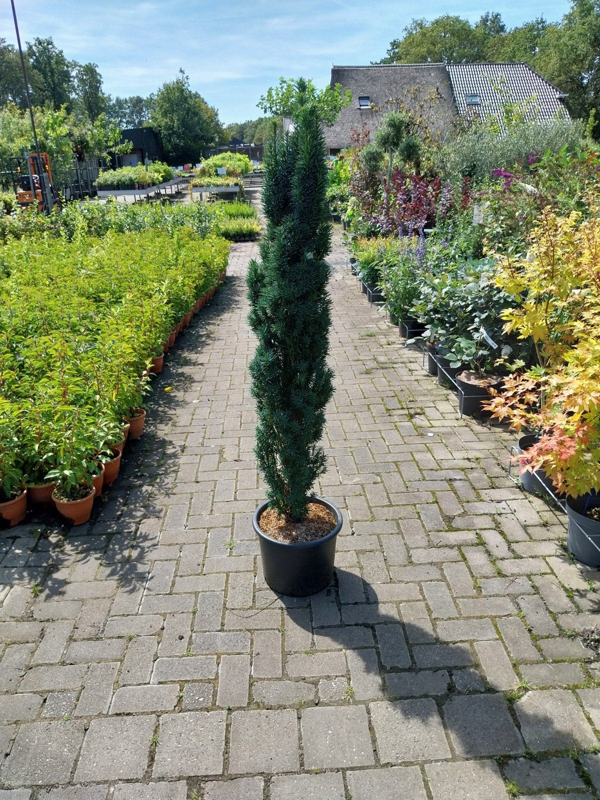 Taxus Baccata Fastigiata Robusta - Zuilvormige Taxus, Vaste plant, Bloeit niet, Halfschaduw, Ophalen