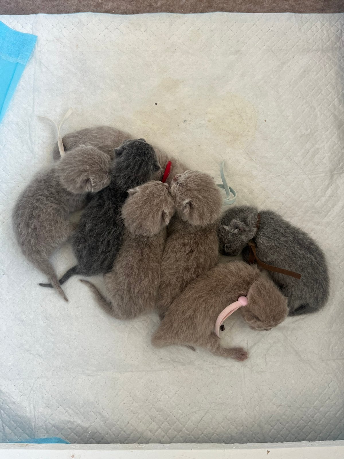 Britse korthaar kittens (eclips), Meerdere dieren, Kortharig, 0 tot 2 jaar