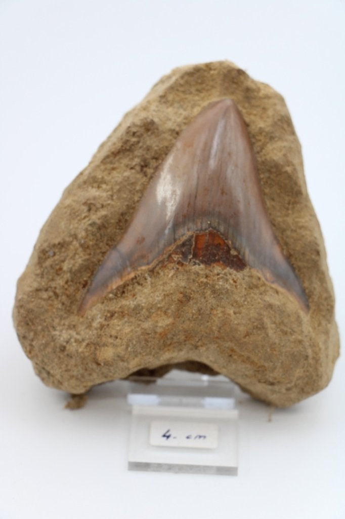Megalodon in matrix, Ophalen of Verzenden, Fossiel