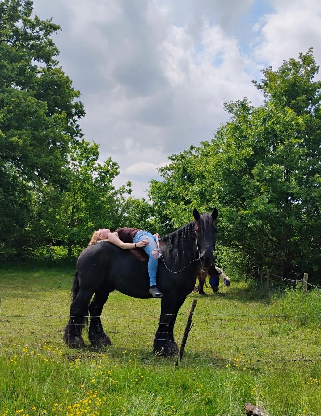 Bijrijder/verzorger gezocht voor onze trekpaard, Dieren en Toebehoren, Paarden en Pony's | Overige Paardenspullen, Ophalen, Nieuw