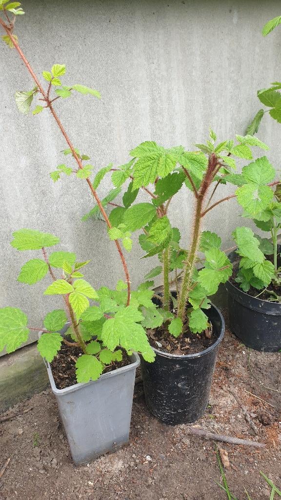 Japanse wijnbes, Tuin en Terras, Ophalen, Minder dan 100 cm, Lente, Overige soorten