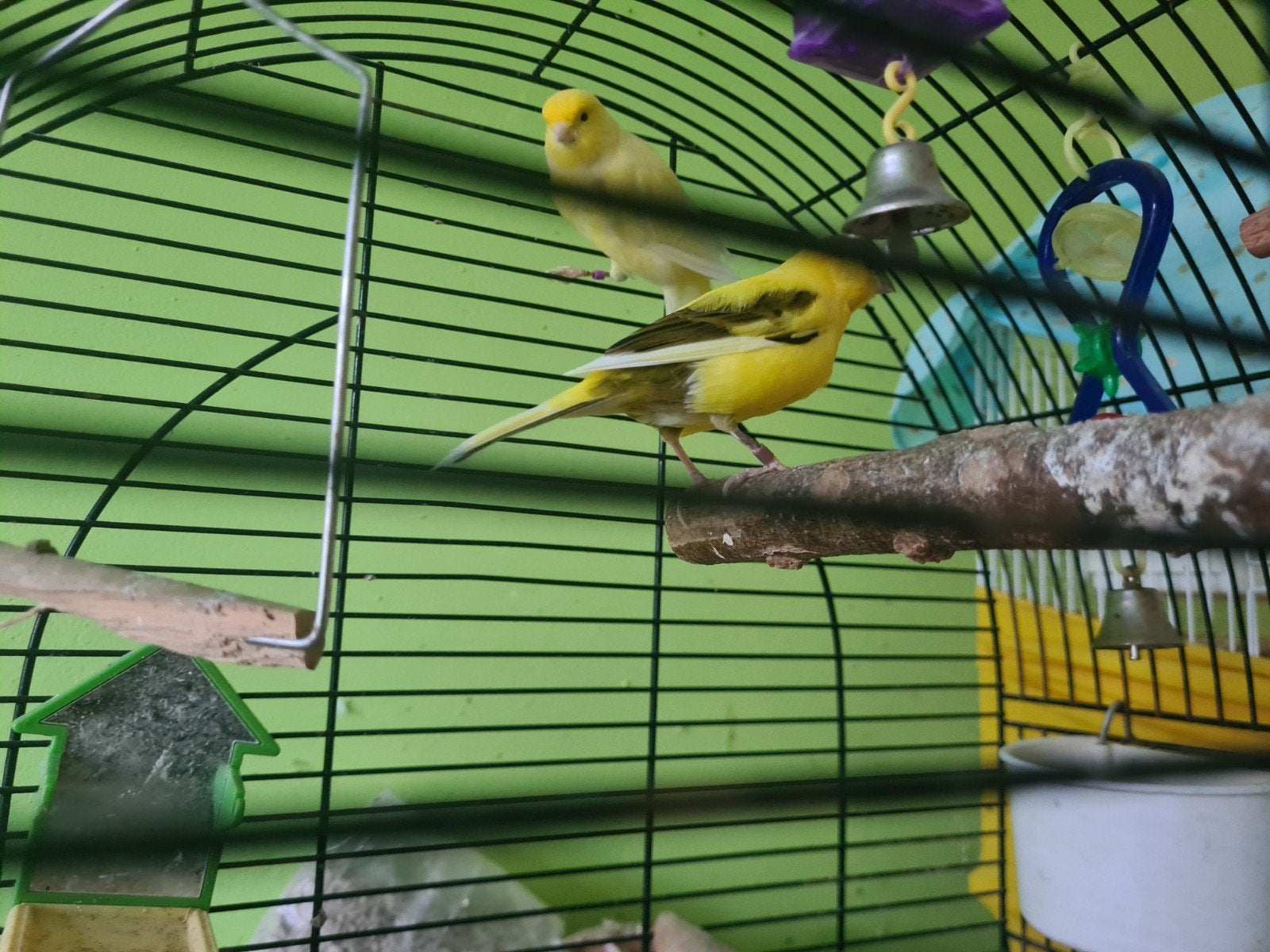 stel kanaries, Meerdere dieren, Kleurkanarie