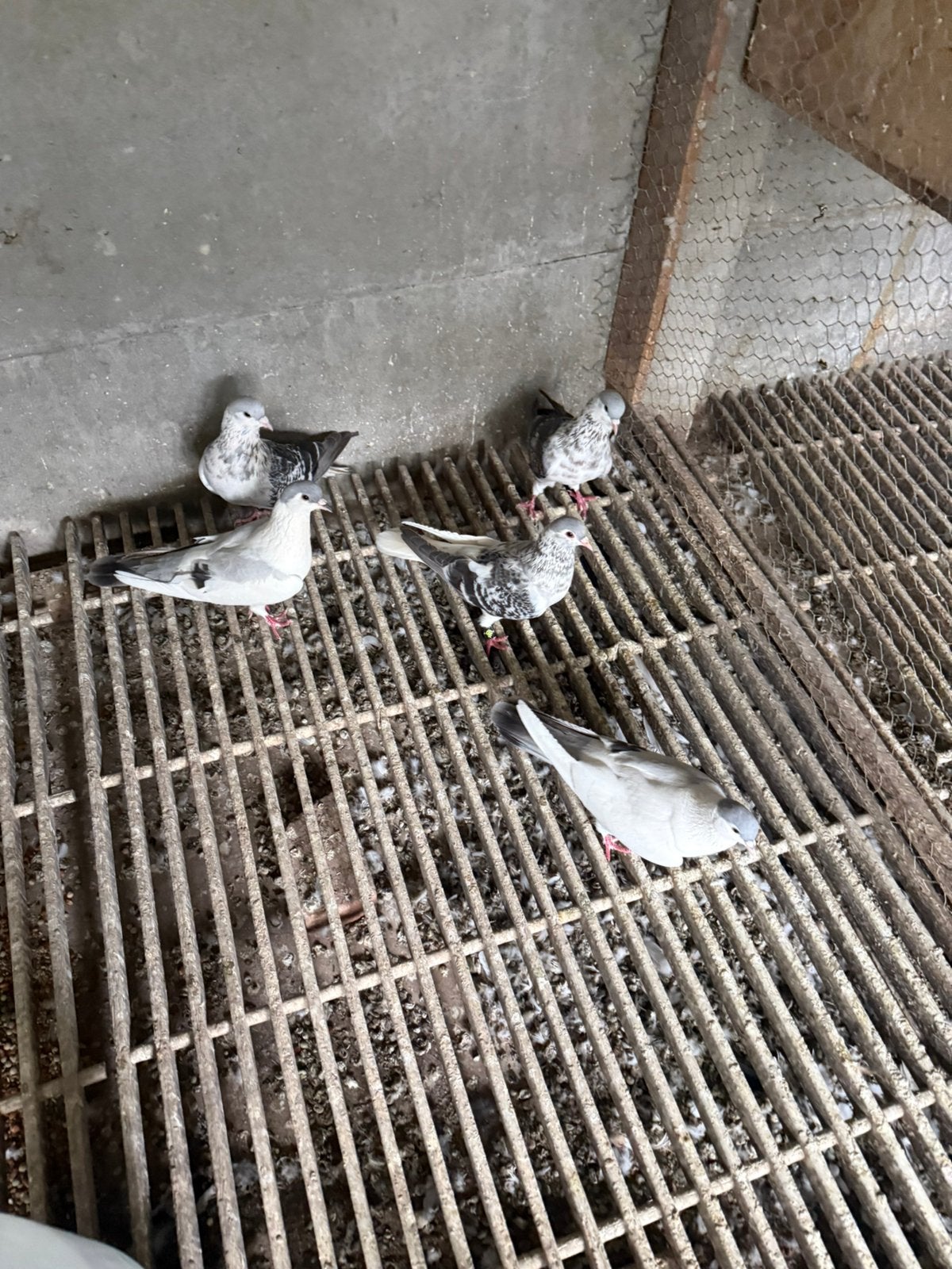 Duiven, Dieren en Toebehoren, Meerdere dieren, Overige soorten
