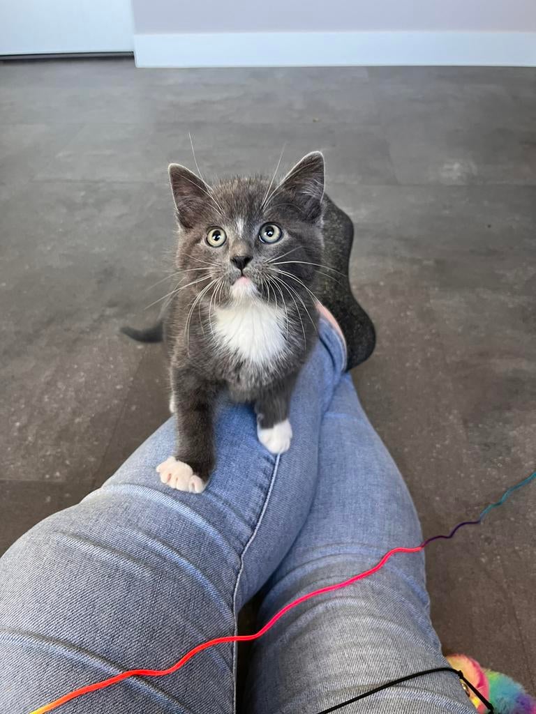 Speelse grijze en witte kitten, Dieren en Toebehoren, Katten en Kittens | Overige Katten, Kater, Kortharig, 0 tot 2 jaar