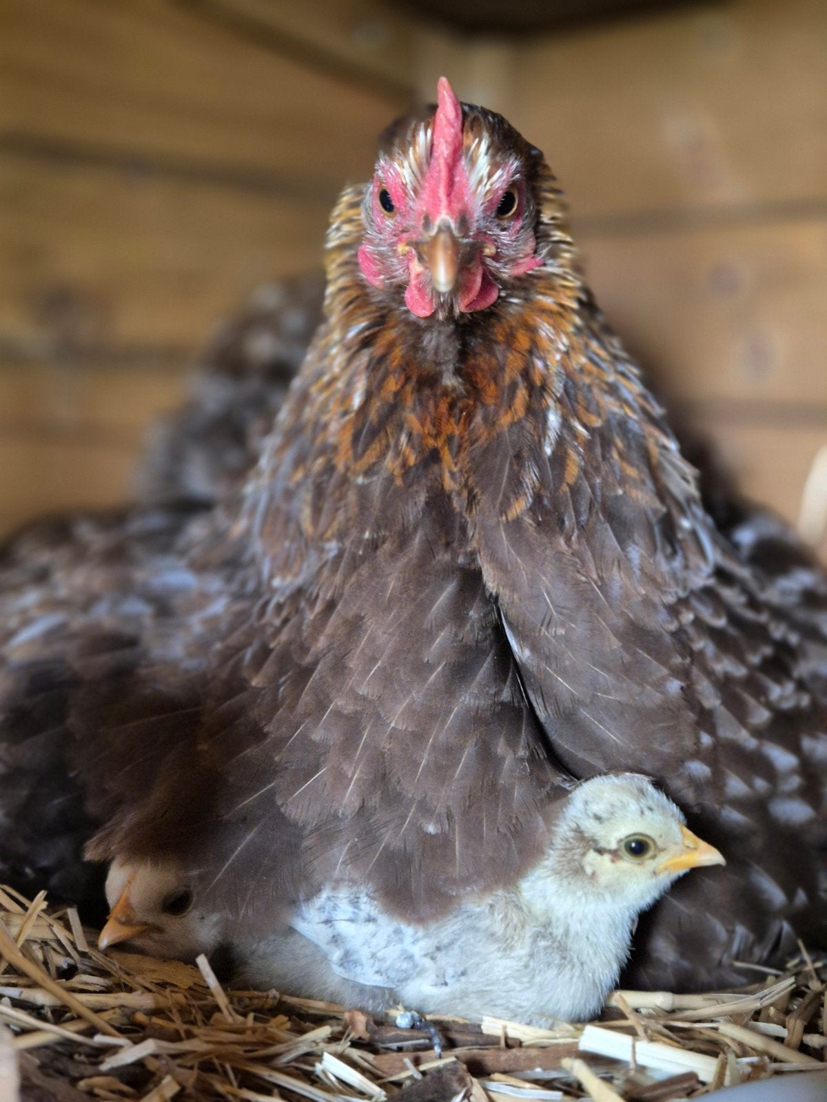 Cochin kriel kuikens super tam!, Dieren en Toebehoren, Pluimvee, Meerdere dieren, Kip