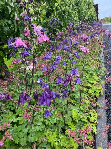 Paars / roze akelei (en meer), Ophalen, Vaste plant, Overige soorten, Volle zon