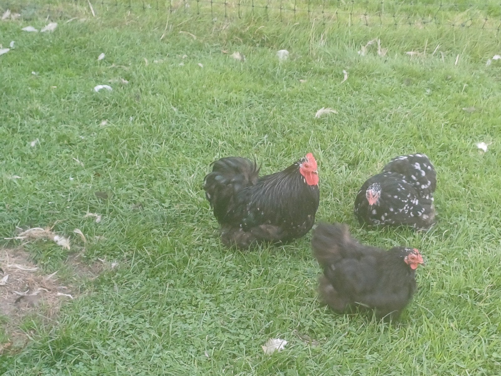 cochin kriel zwart, wit gepareld, Dieren en Toebehoren, Meerdere dieren, Kip